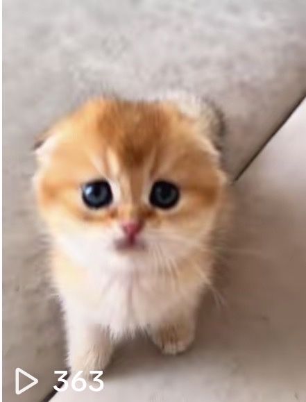 Золотые котята фолды