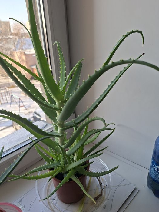 Продам алоэ трёхлетний