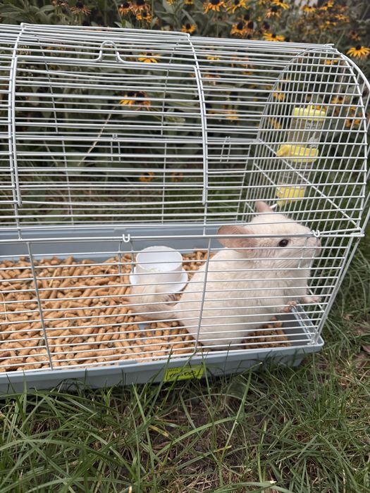 Продам Шиншилу ,мальчик