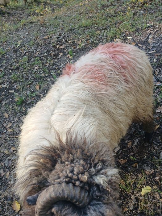 Vand berbec de vanzare are varsta de 1 an jumate