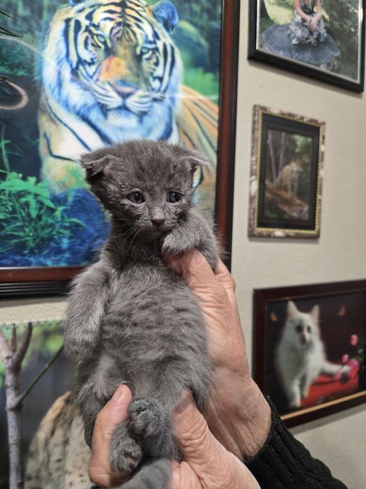 Продам не дорого