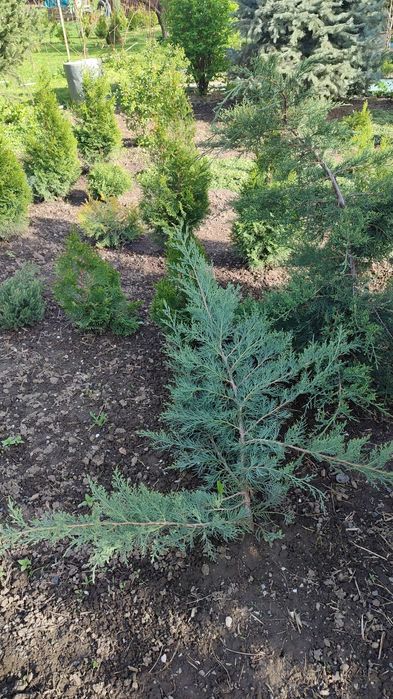 Продам туи, можжевельник