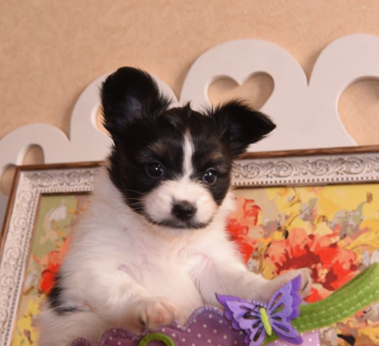 Щенки папийончики