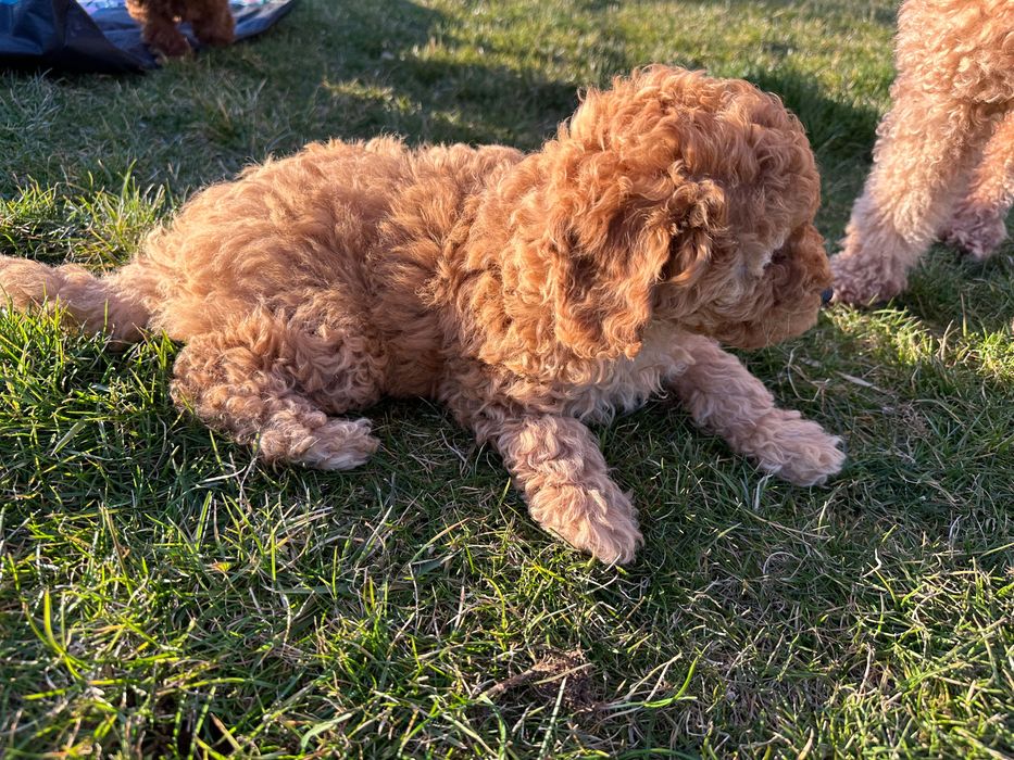 Пудел мини женско априкот(праскова )