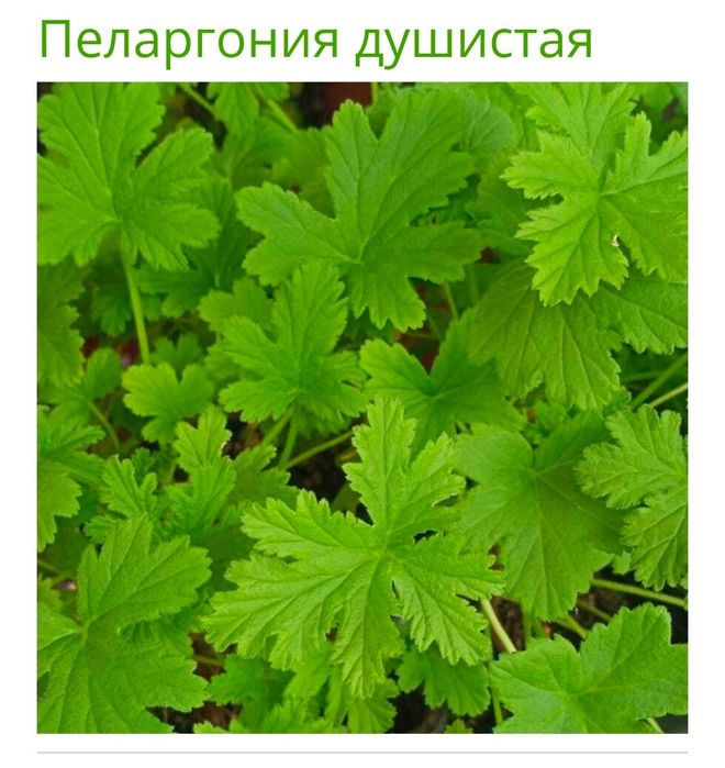 Продам пеларгония душистая