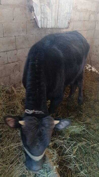 Таналар сатамыз / Телки 1.5 жас