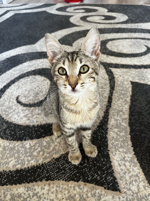Кошечка чистенкая