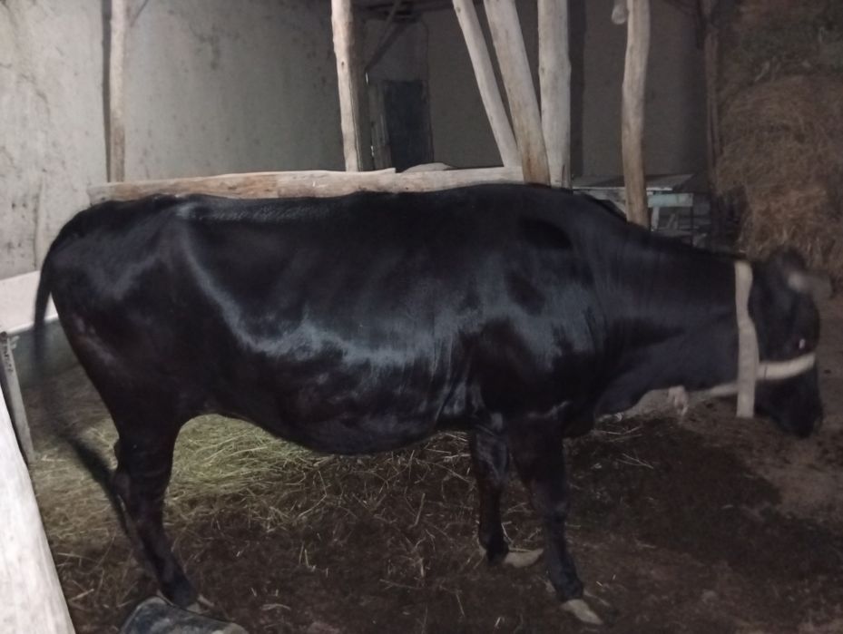 G'unojin,Sigir sotiladi