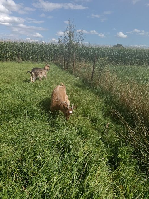 Vand capra și ieduță