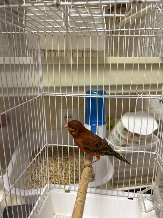 Канарейки разьное