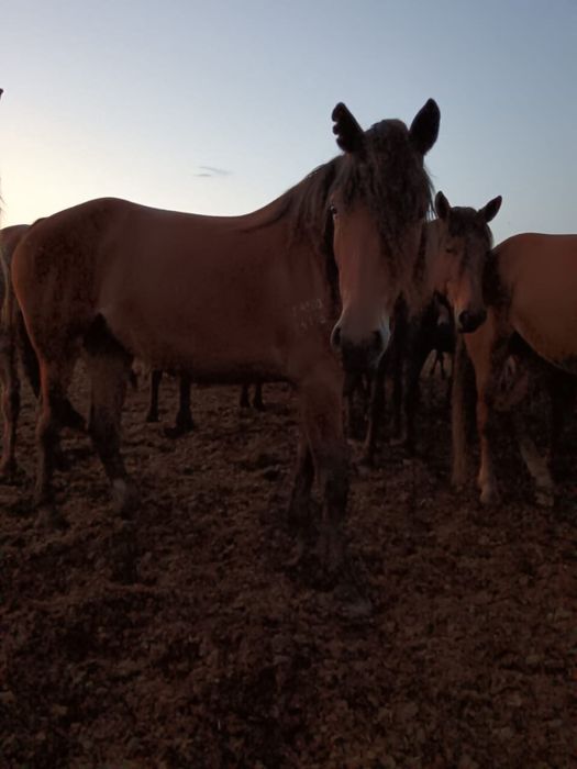 Продам лошадей (кабыл)