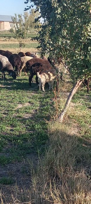 Qoy sotiladi qazoqi quy va gecchi ekzagiyam