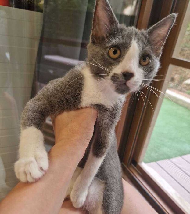 Женско коте търси дом