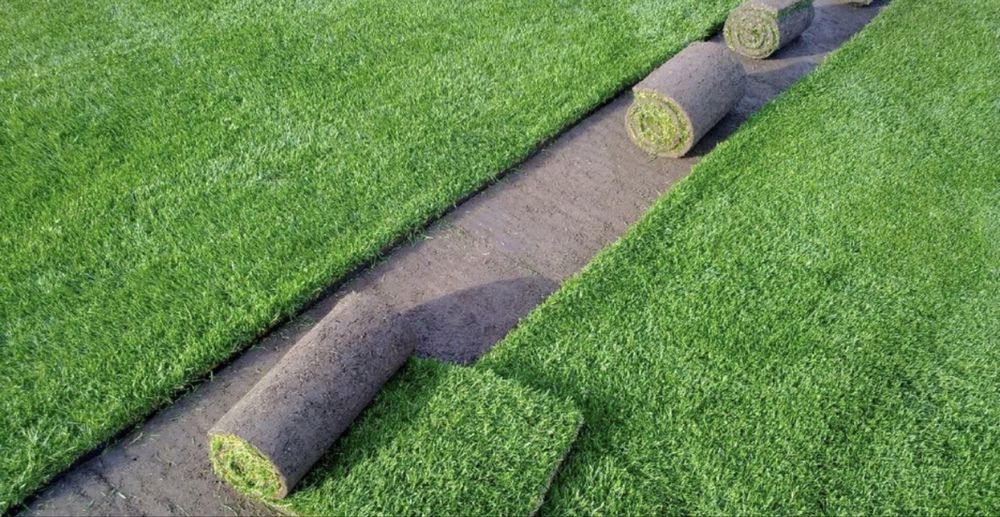 Gazon rulou proaspat- ideeal pentru curte si gradina