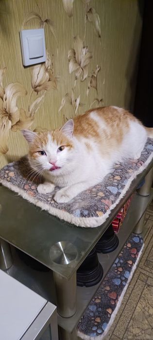 Котик молодой, кастрированный