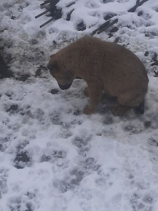 Отдам щенят 5 штук