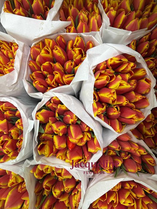 Премиальные тюльпаны оптом