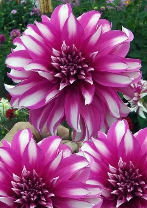 Луковица георгина (семена)