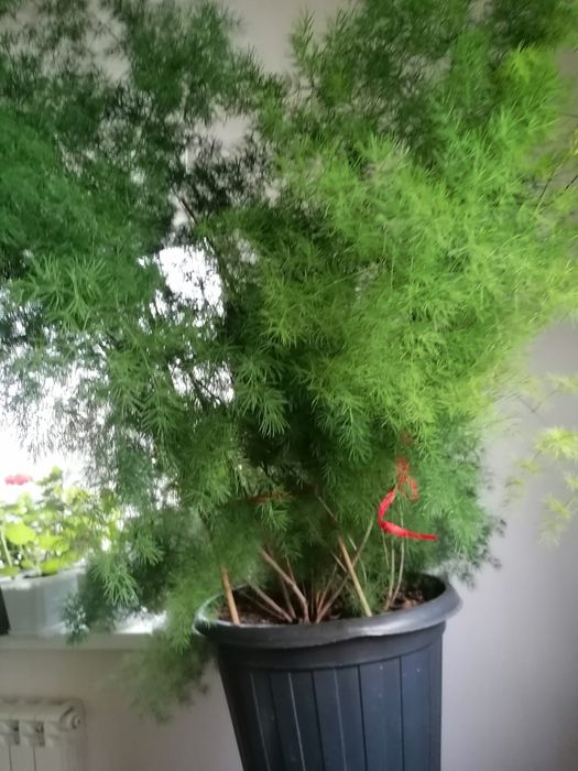 Продам Аспарагус