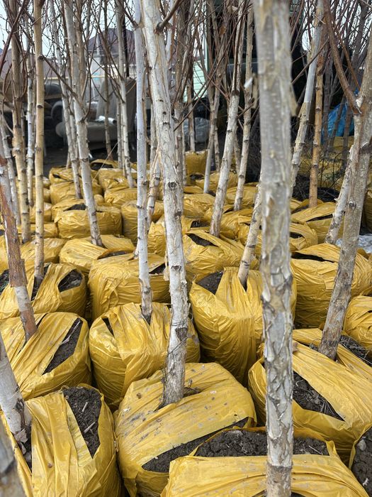 Береза Береза высокорослое