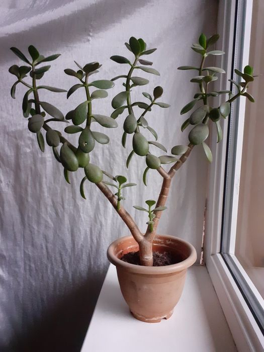 Продам денежное дерево толстянка