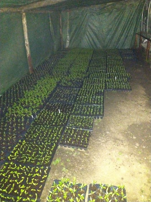 Vând Rasaduri de Legume și Plante Aromatice
