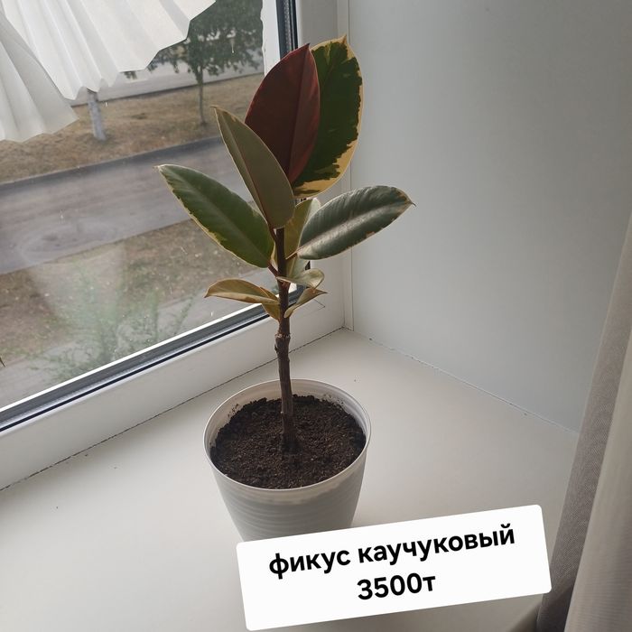 Продам фикус бенджамина пестрый ъ