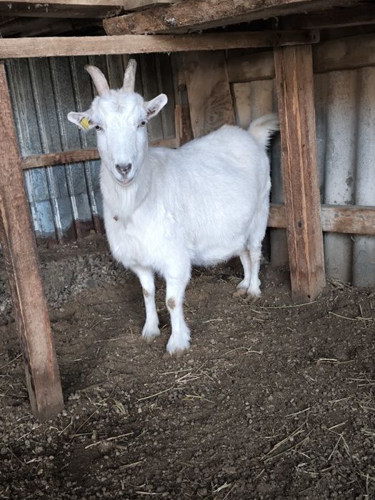 Орыс Ешкілер сатылады