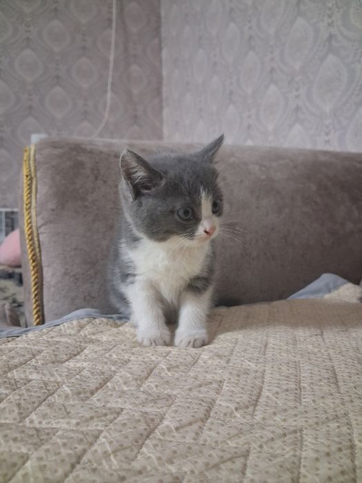 Продам котят  очень красивых
