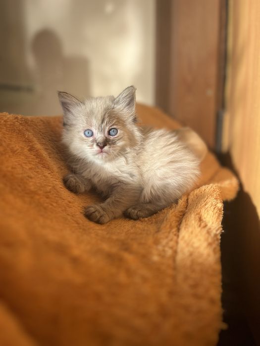 Котенок девочка 1,5 месяца