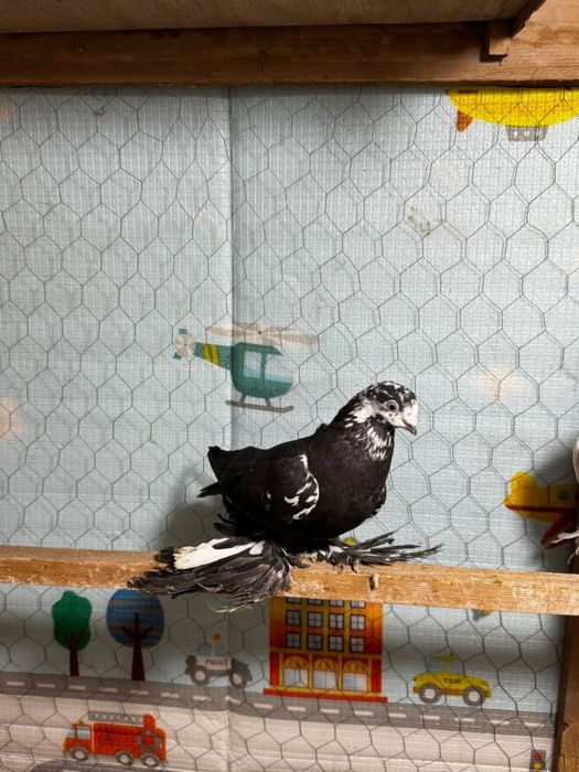 Продам голуби разный парода