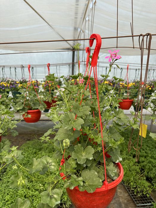 Sera de flori palanca va ofera flori la ghiveci pret de producator.