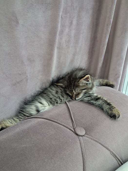 Котёночек игривый