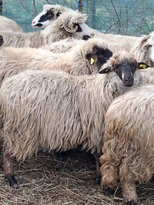 Vand mielute de un an