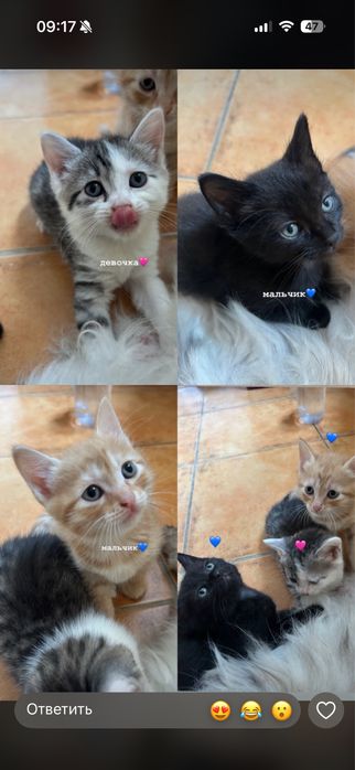 Отдам котят в добрые руки