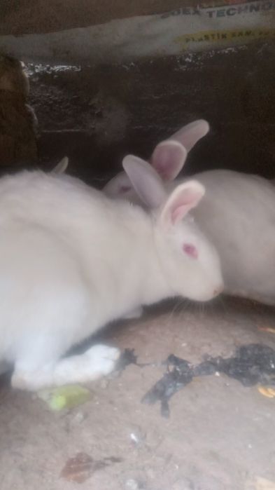 Velikan quyonlar sotiladi