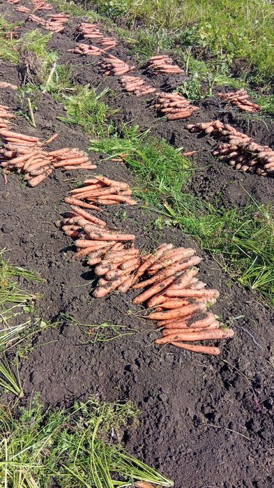 Vind morcov, angro. Pret 1,20/kg. Pret negociabil.