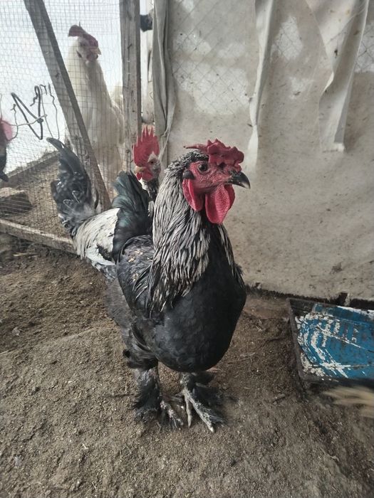 Петухи домашние,породистые