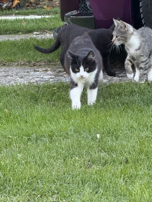 Donez cățeluși de talie mică și pisici