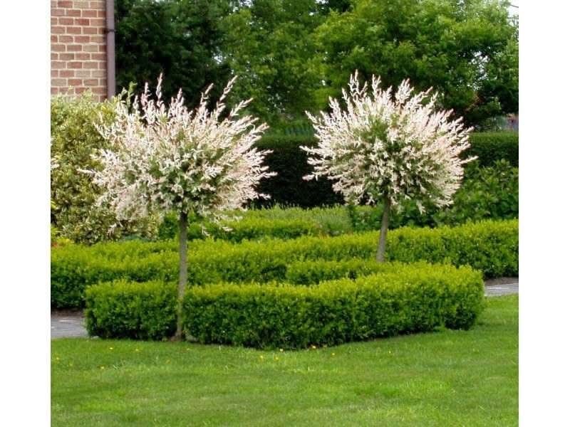 Японска върба (salix hakuro-nishiki)