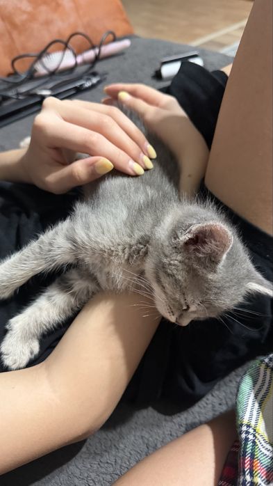 Отдам котенка 1 месяц