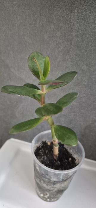 Толстяка, денежное дерево