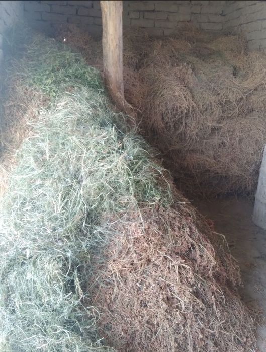 Беда боғ сотилади