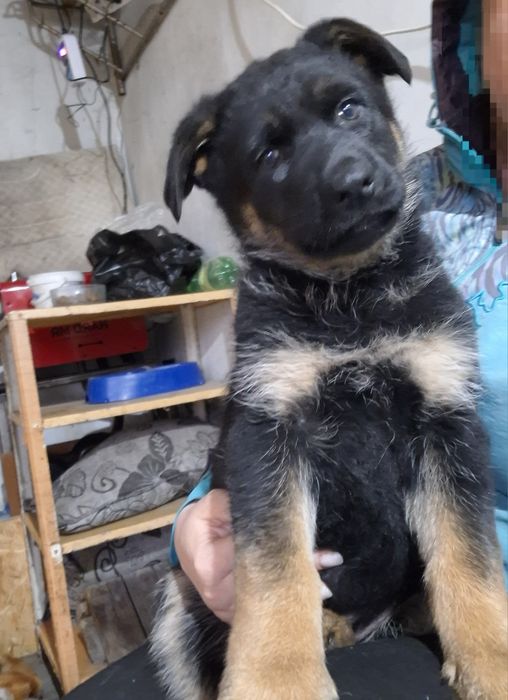 Восточно европейская овчарка