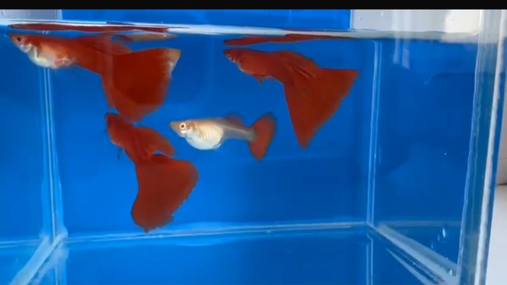 Гуппи full red albino чистая линия