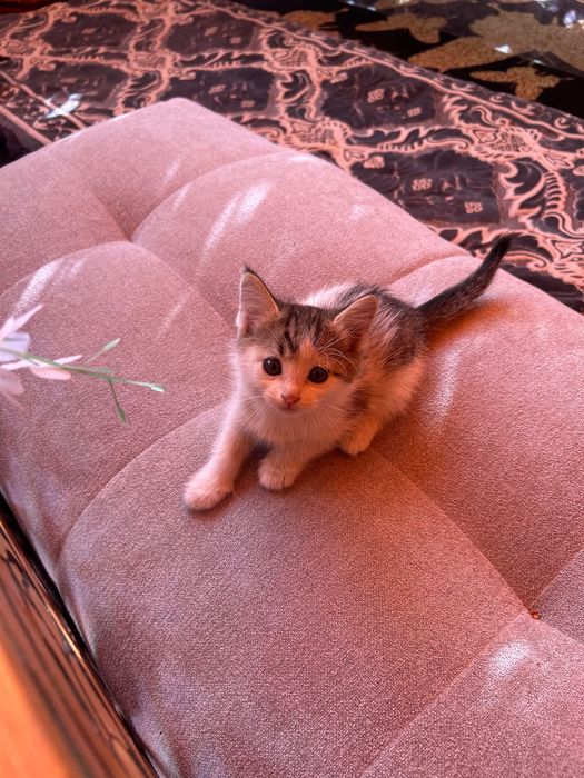 Котята в хорошие руки