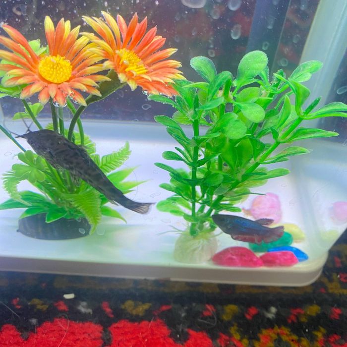 Petushok va Plisos baliqlar sotiladi