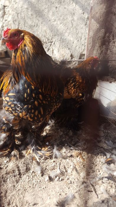 Brama zolita va beliy zolita tuxum lari sotiladi oila