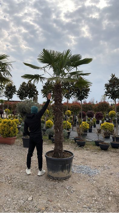 Palmieri trachycarpus,spirala,pon-pon,pin, leylandii ,plante ornamenta