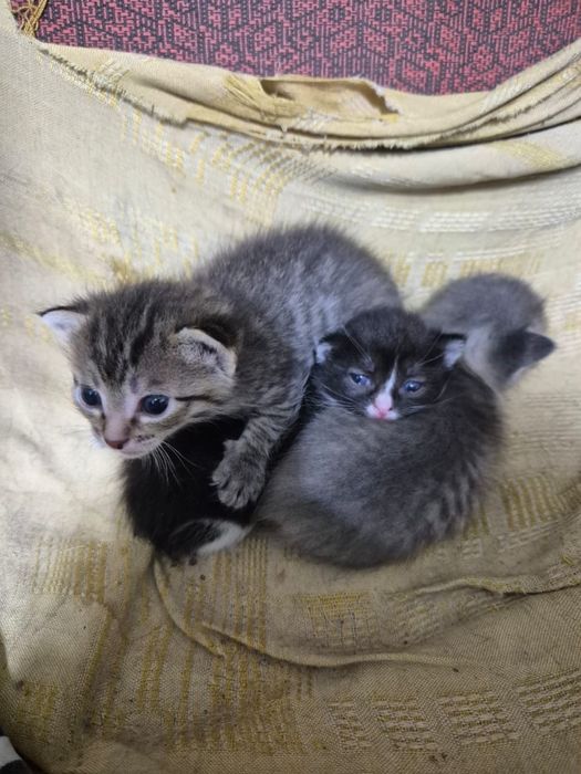 Котятки ищут дом очень ласковые